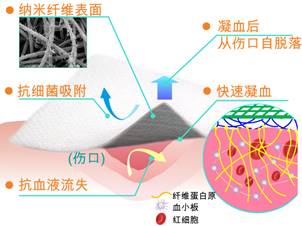 研究提出新型止血材料的设计方法