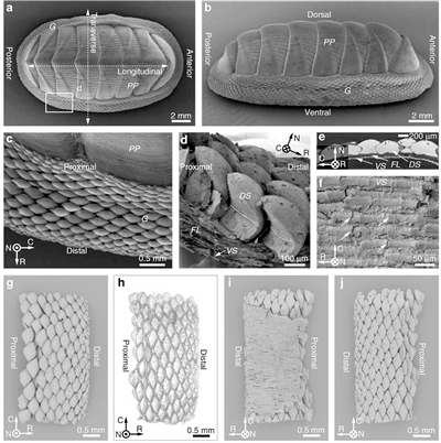 以一种海洋软体动物为灵感,3D打印出柔性防护铠甲