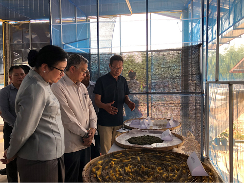 《中老绿色丝绸中心蚕桑示范园》建设引起社会关注